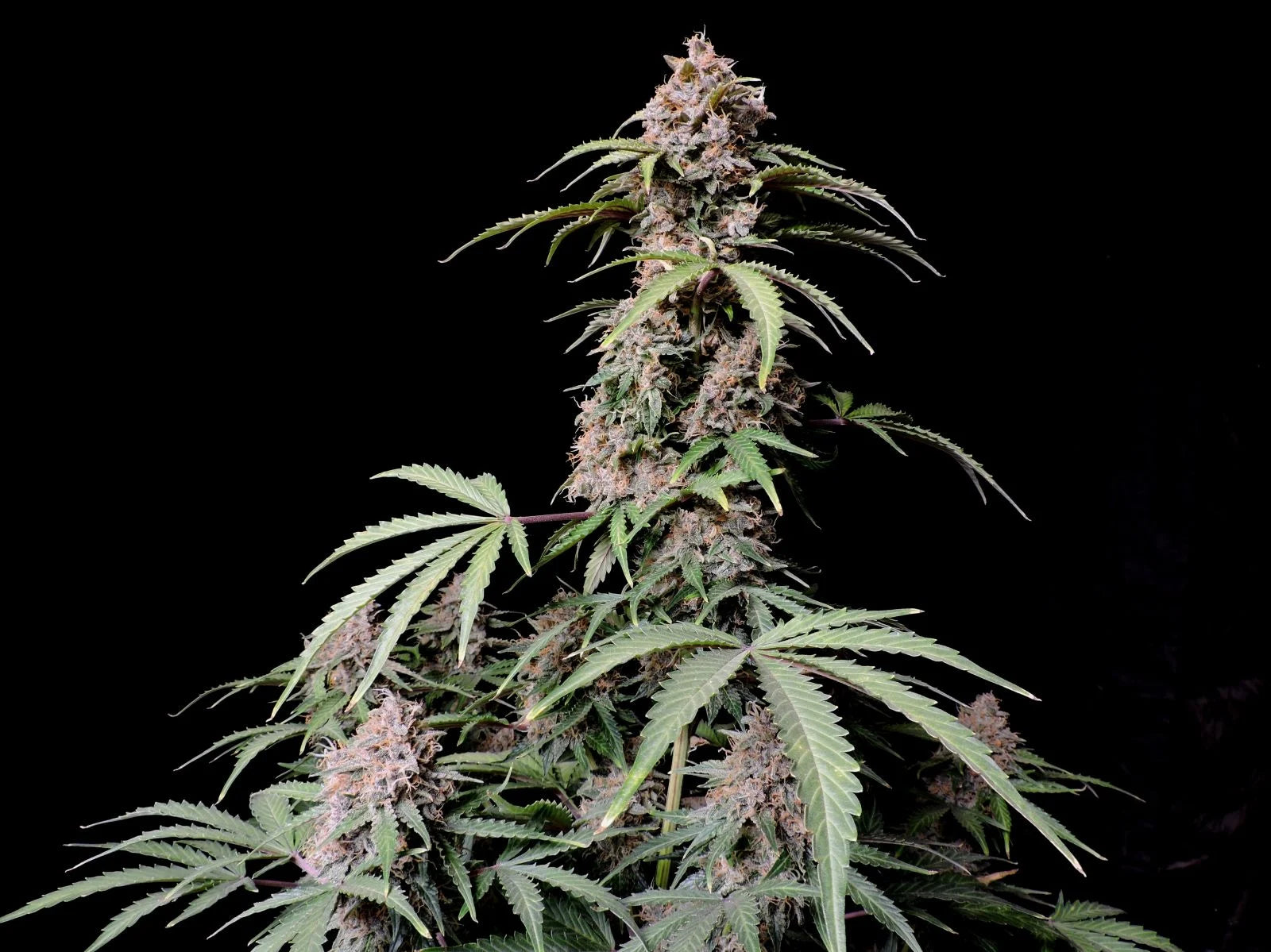 Amnesia Zkittlez - Auto