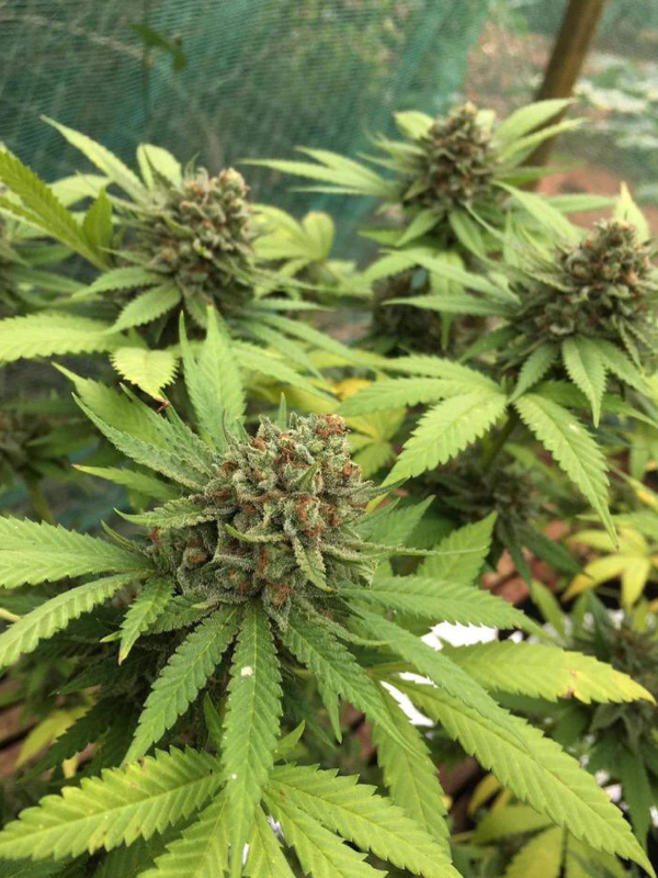 Big Bud - Feminized 2