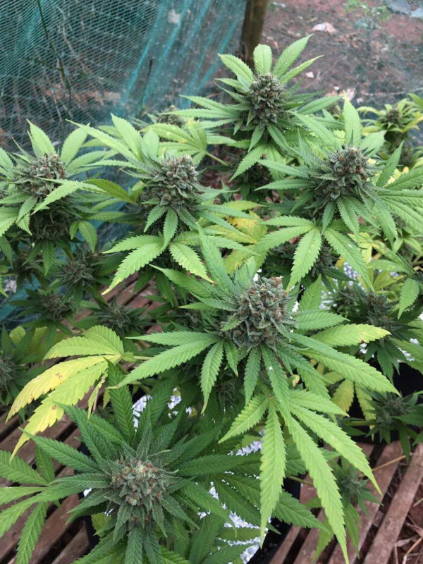 Big Bud - Feminized 1