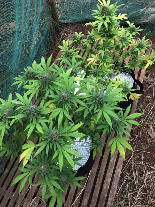 Big Bud - Feminized 3