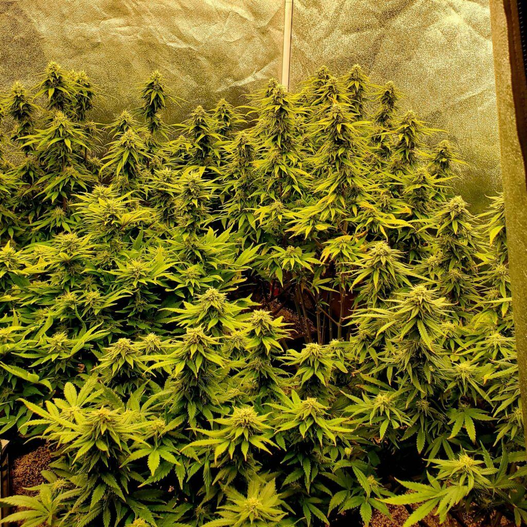 Black Domina - Feminized (V3)