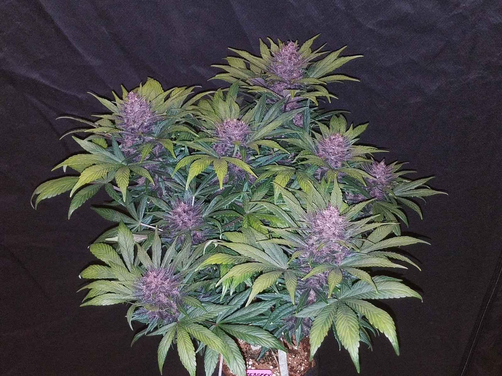 Blackberry - Auto