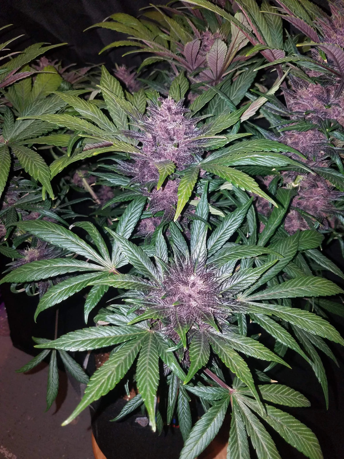 Blackberry - Auto