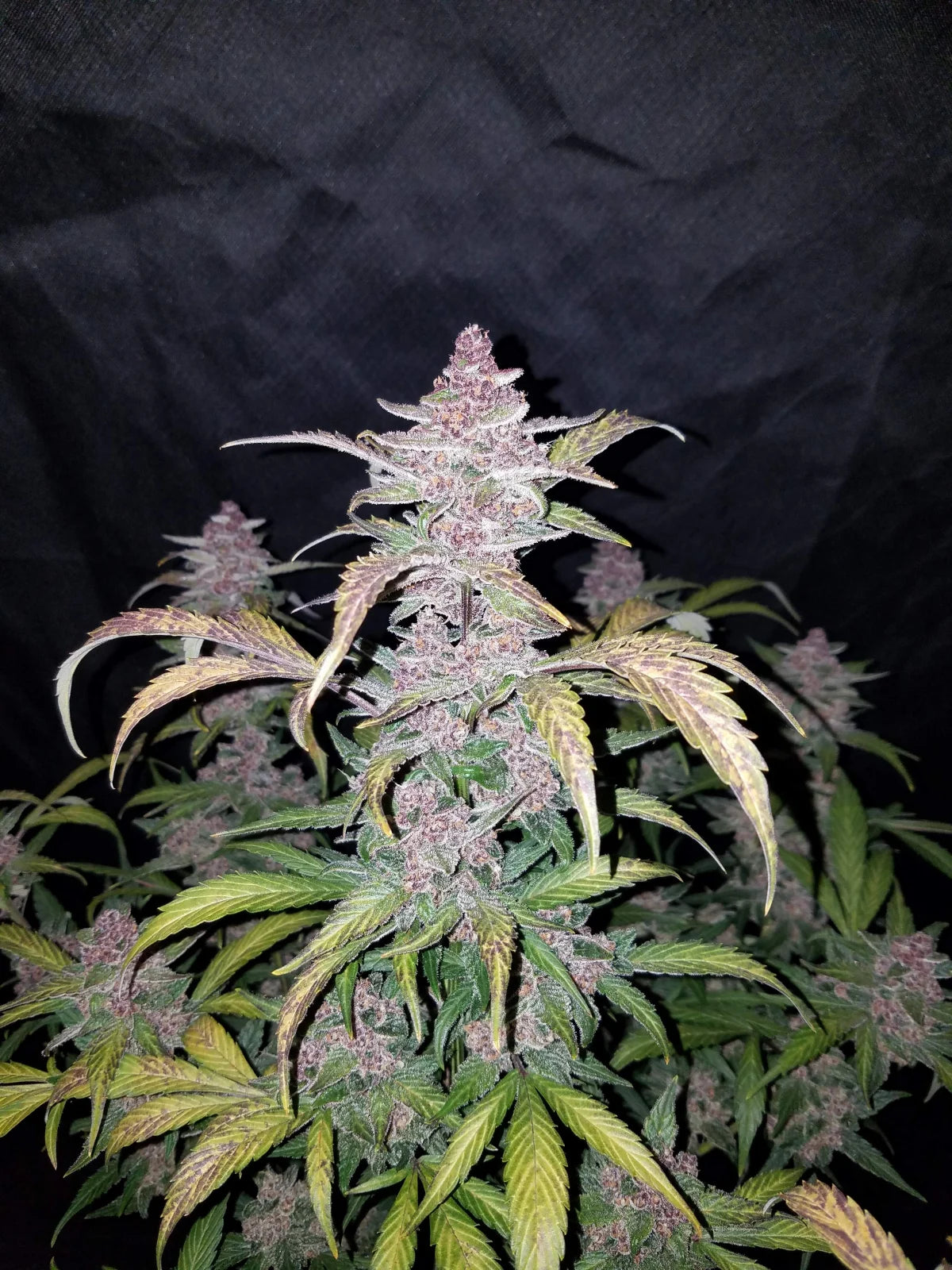 Blackberry - Auto