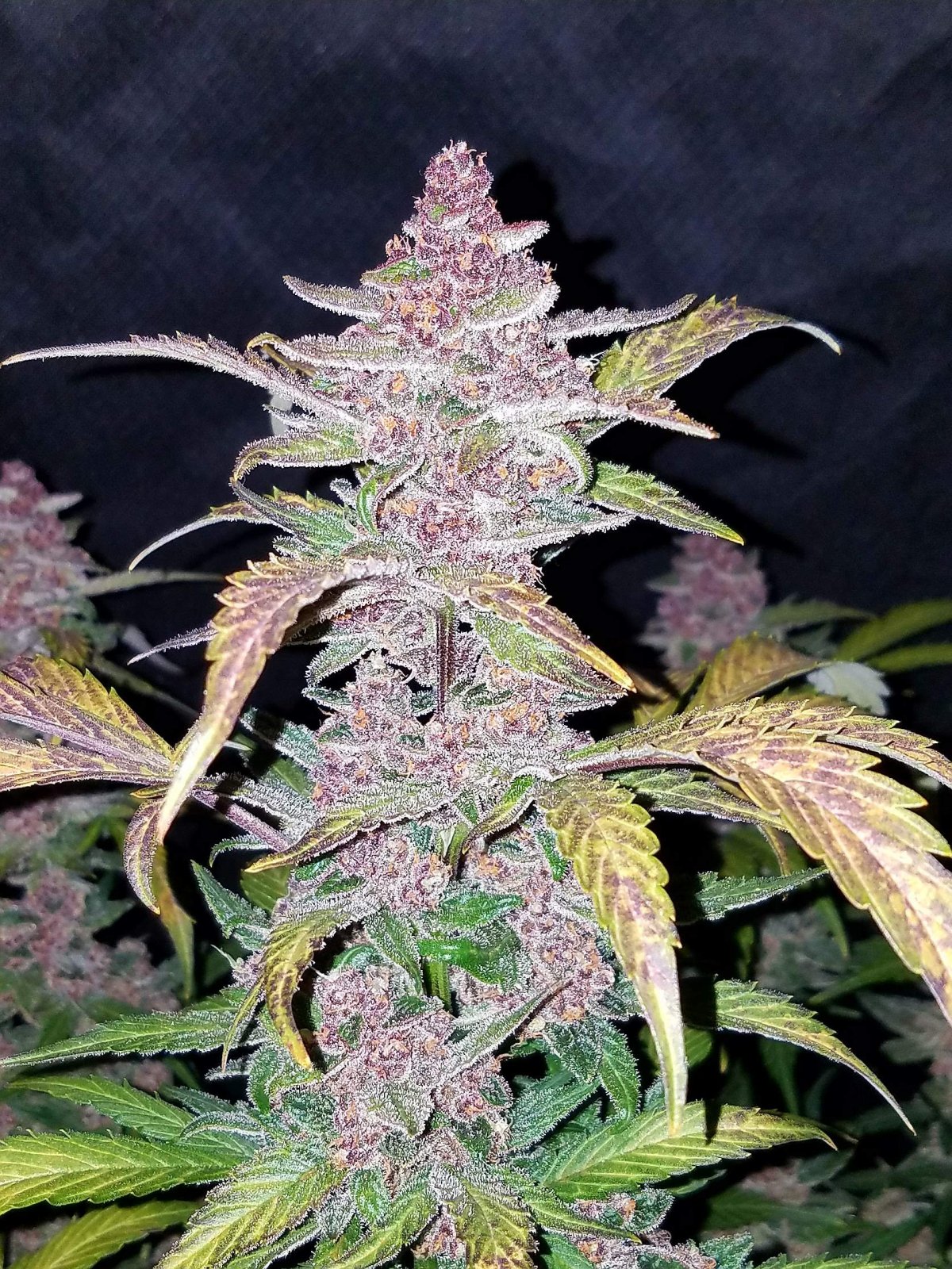 Blackberry - Auto