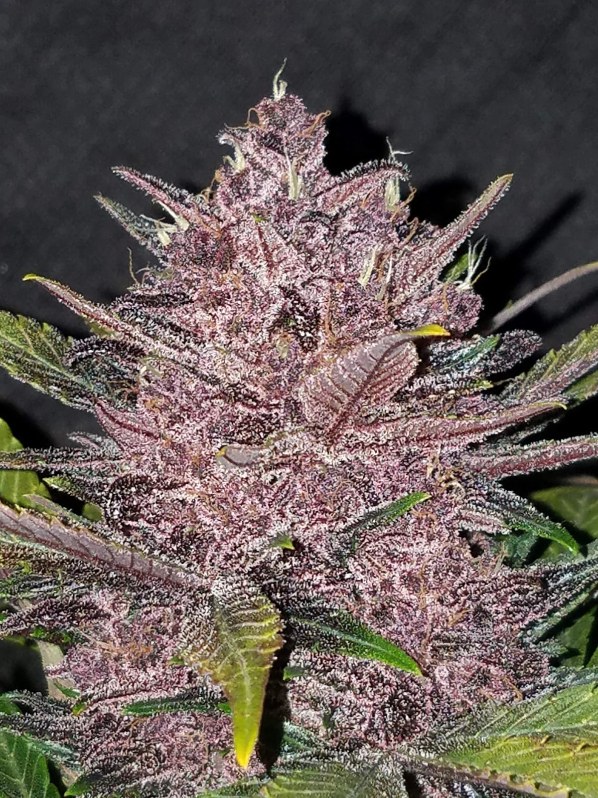 Blackberry - Auto