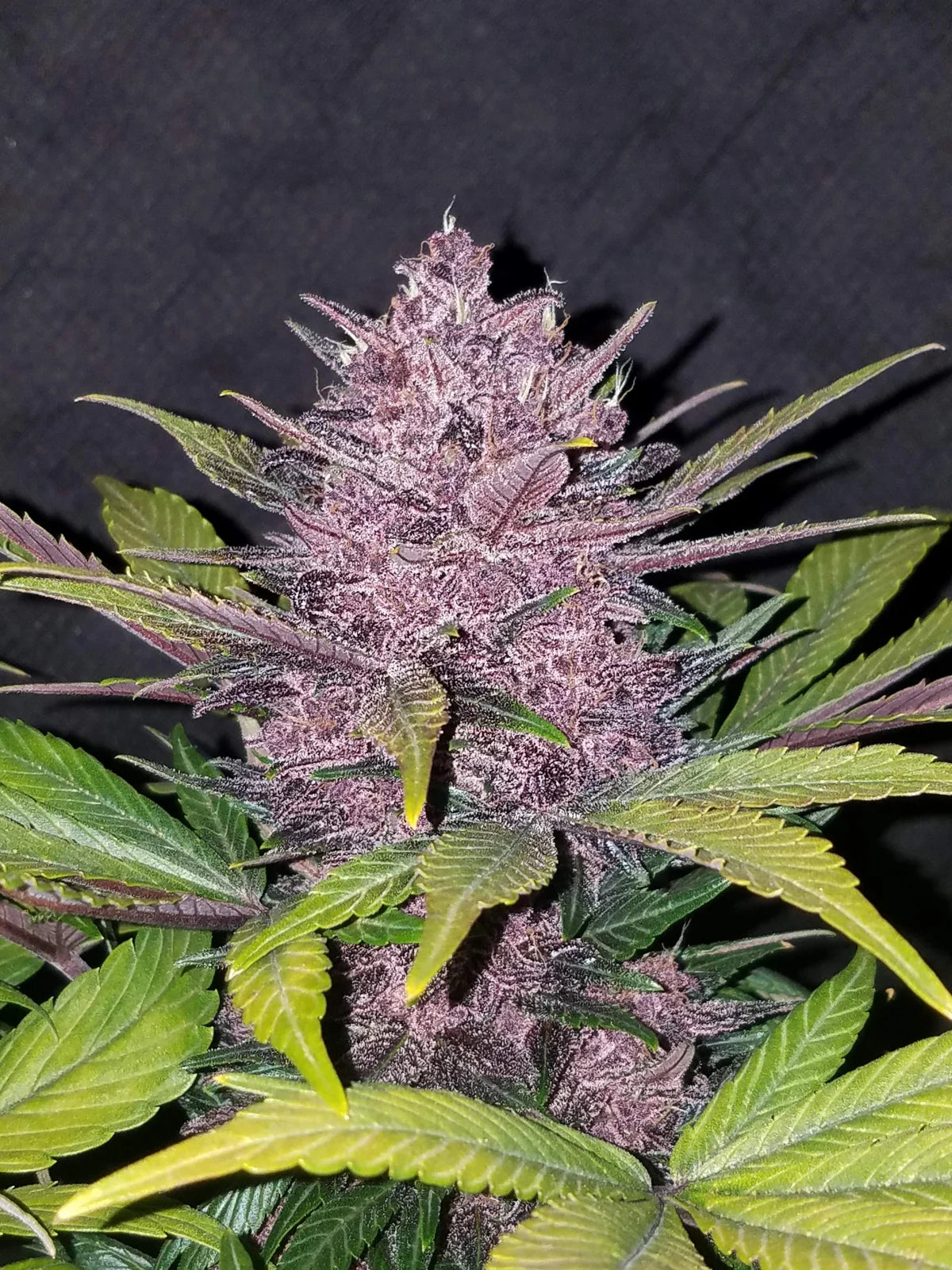 Blackberry - Auto
