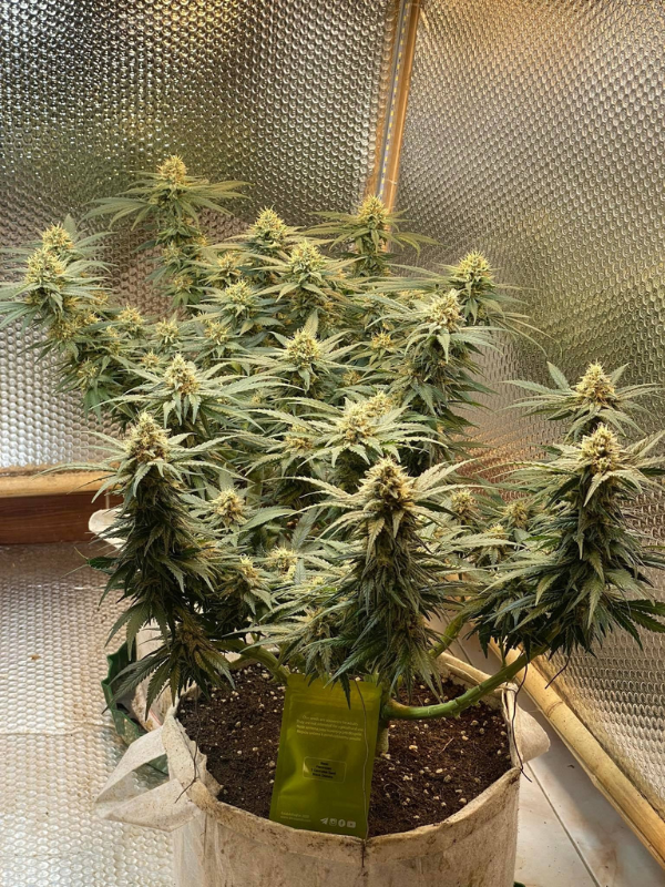 Black Domina - Feminized 3