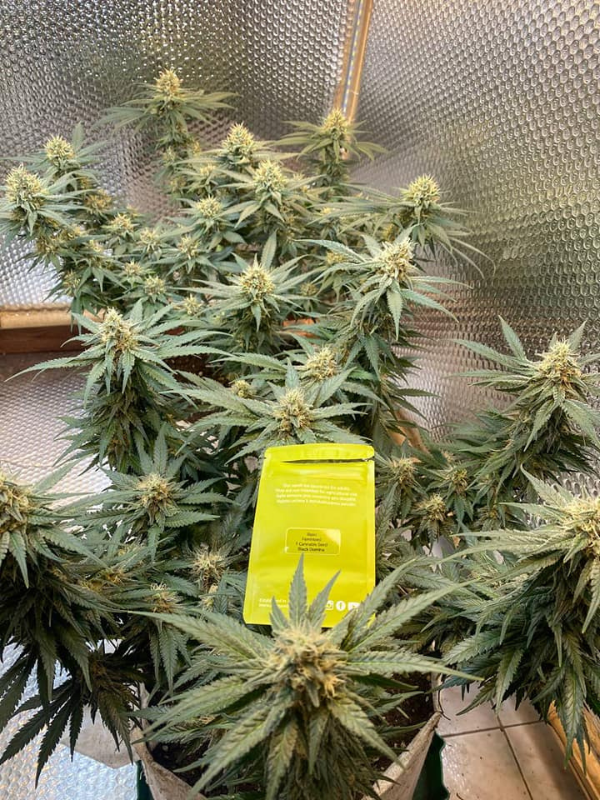 Black Domina - Feminized 4