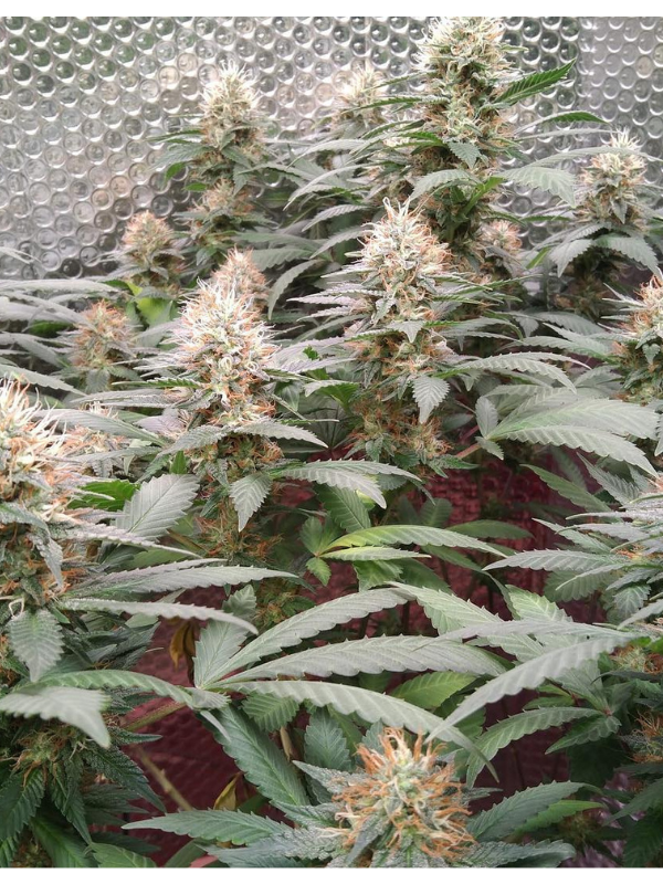 Black Domina - Feminized 1