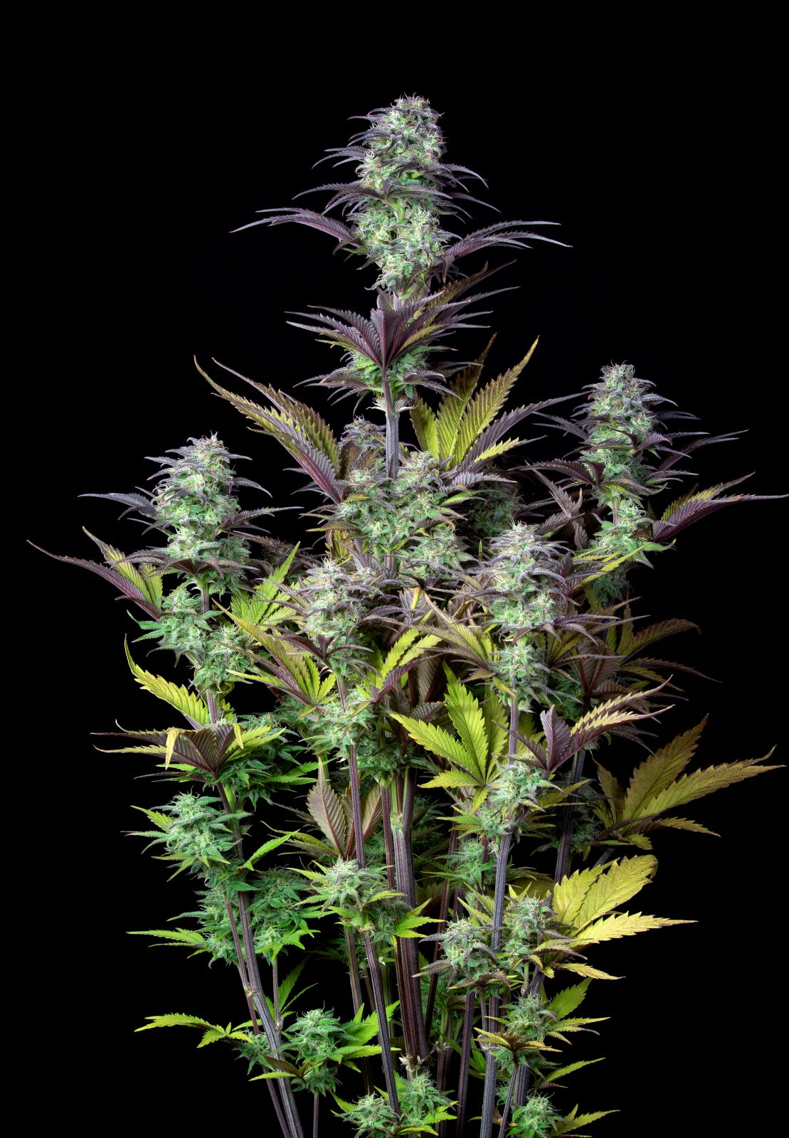 Blueberry - Auto