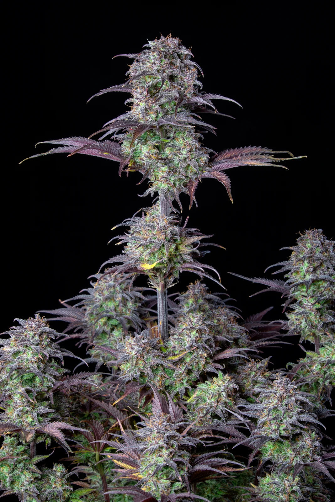 Blueberry - Auto