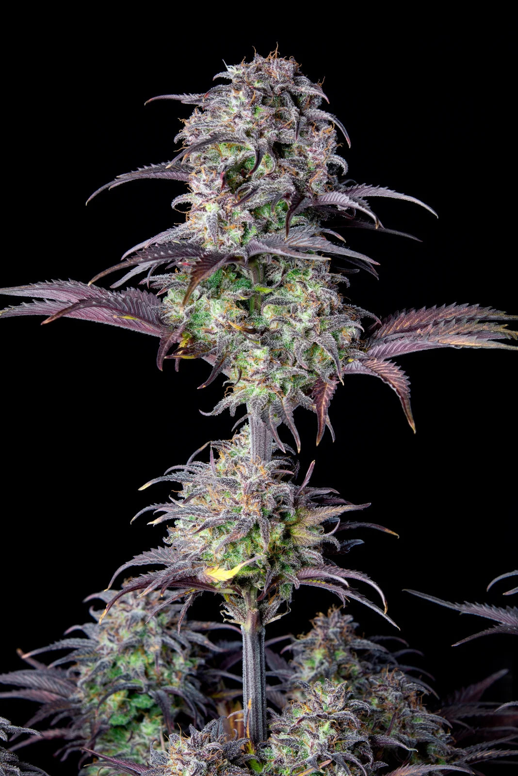Blueberry - Auto