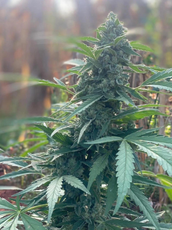 Bubba Kush - Feminized 2