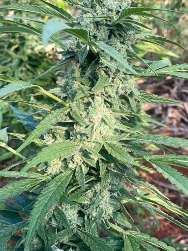 Bubba Kush - Feminized 1