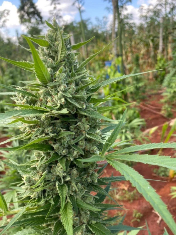 Bubba Kush - Feminized