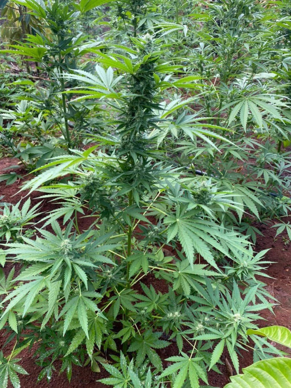 Bubba Kush - Feminized 3