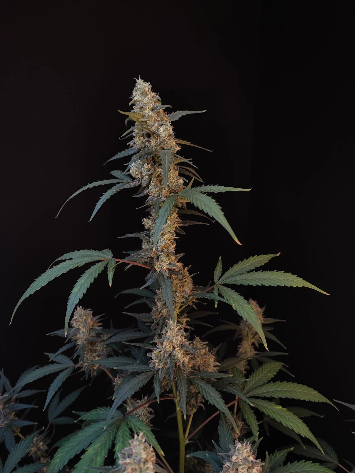 Bubblegum - Auto