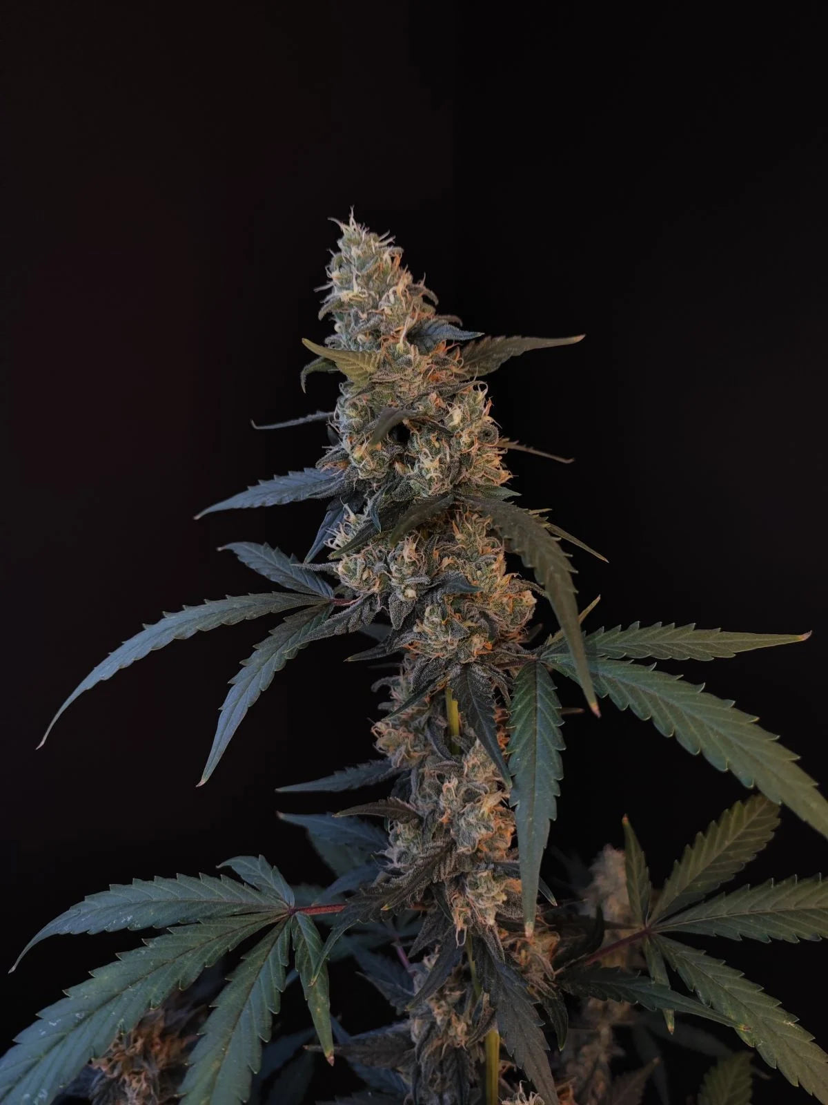 Bubblegum - Auto