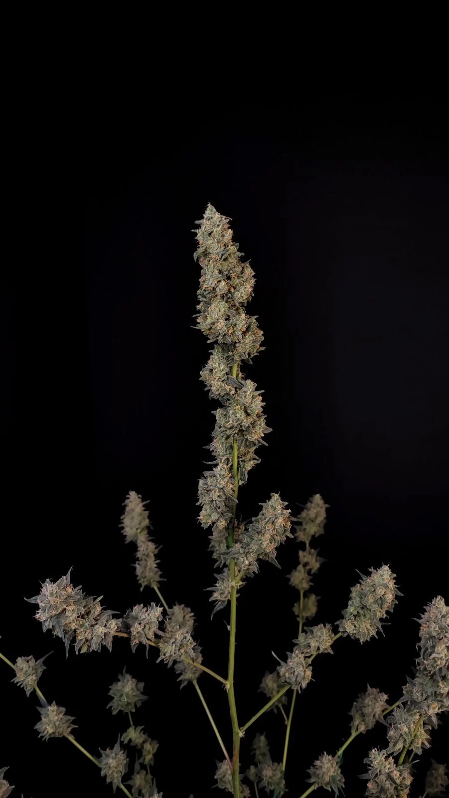 Bubblegum - Auto