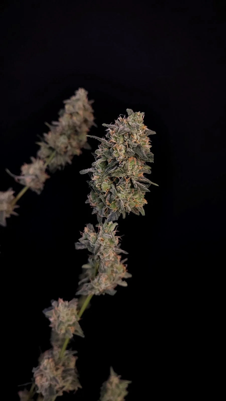 Bubblegum - Auto