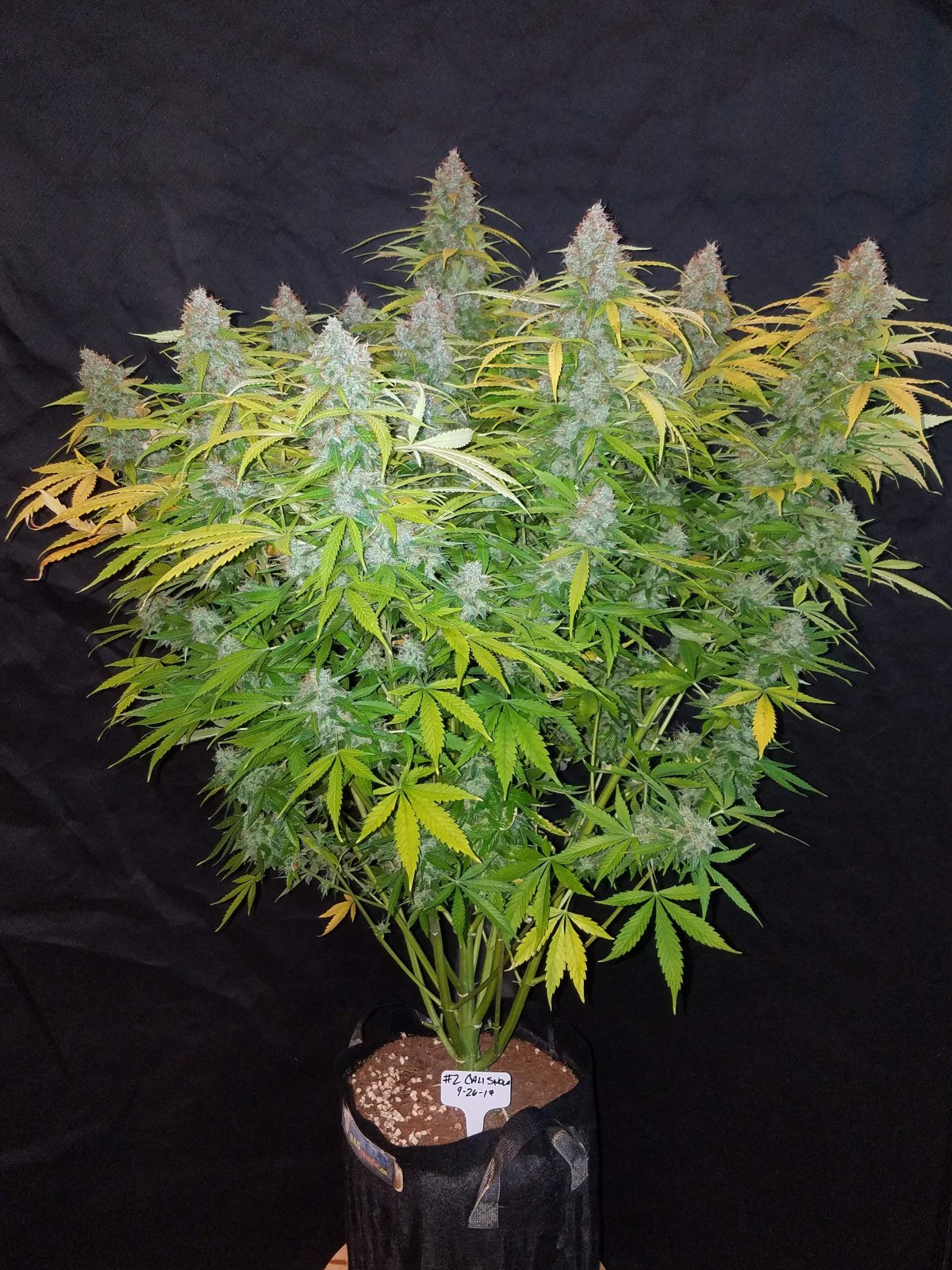 Californian Snow - Auto