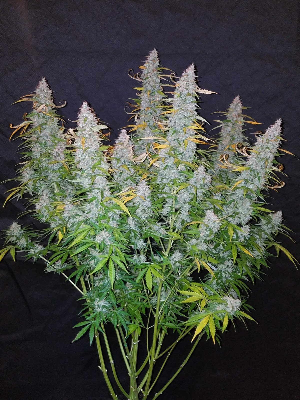 Californian Snow - Auto