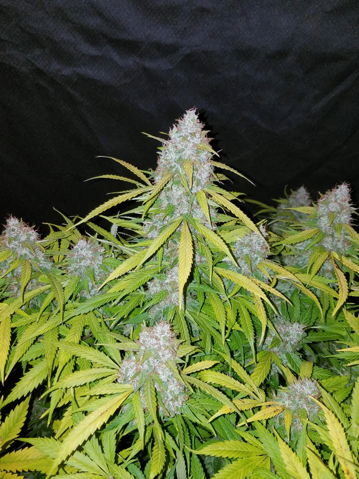 Californian Snow - Auto