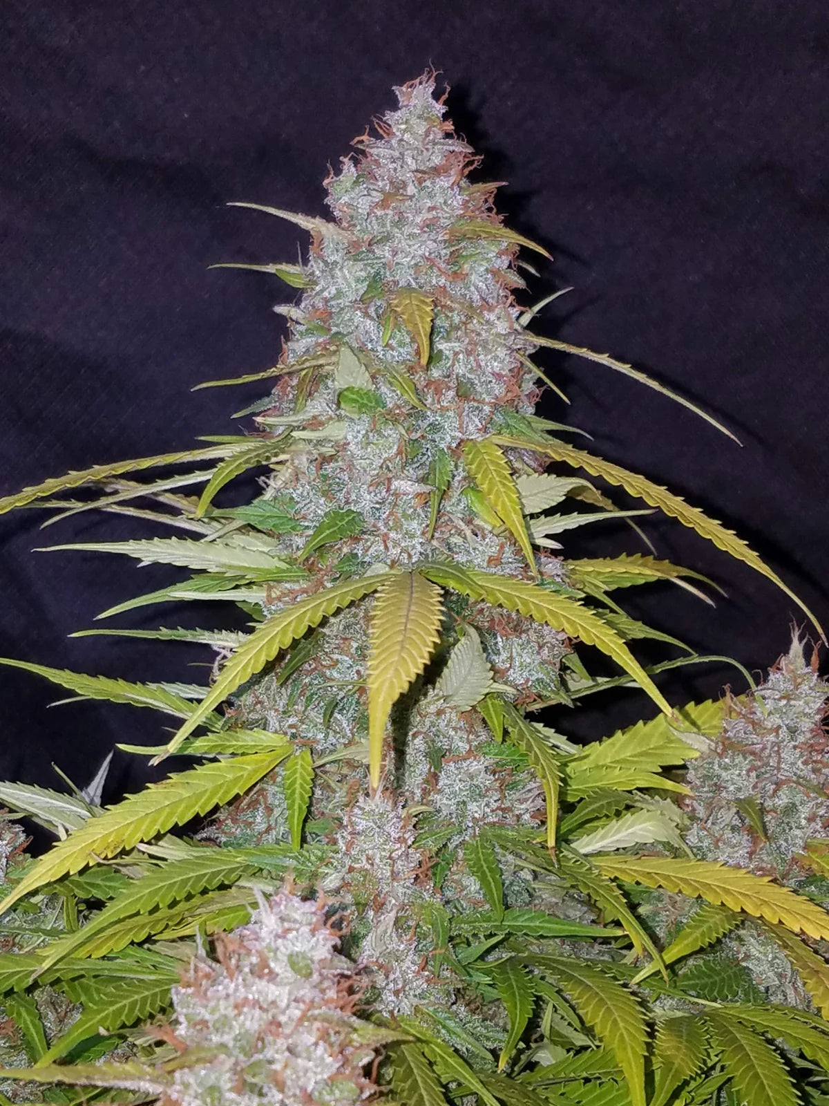 Californian Snow - Auto