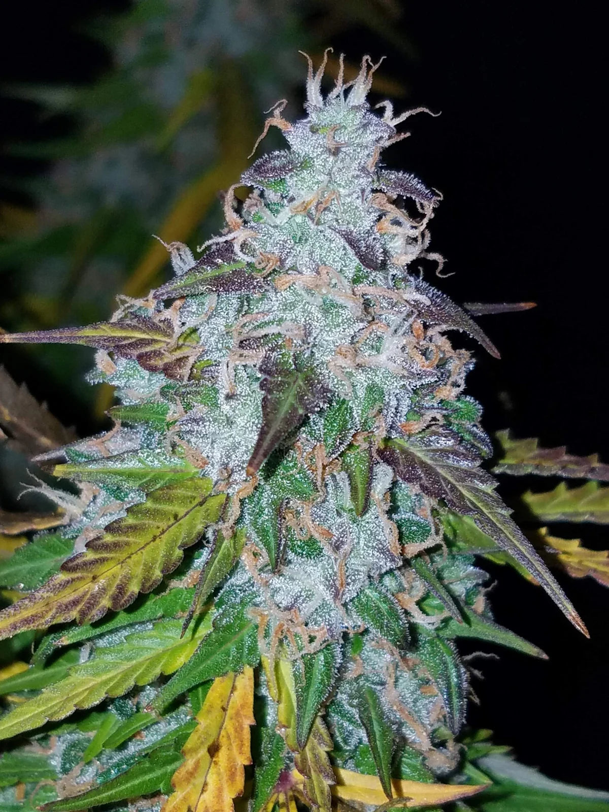 Californian Snow - Auto