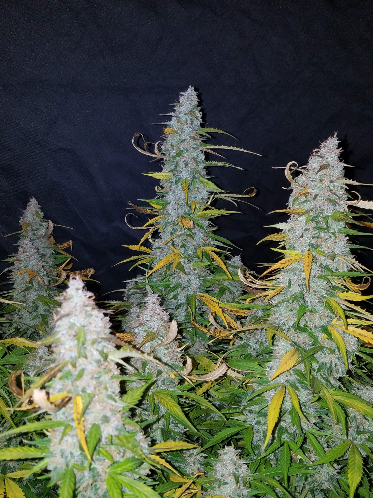 Californian Snow - Auto