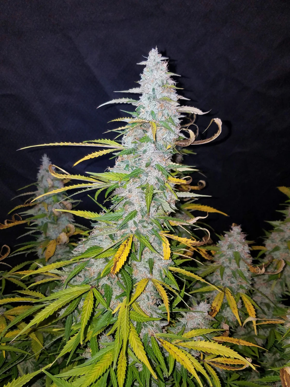 Californian Snow - Auto