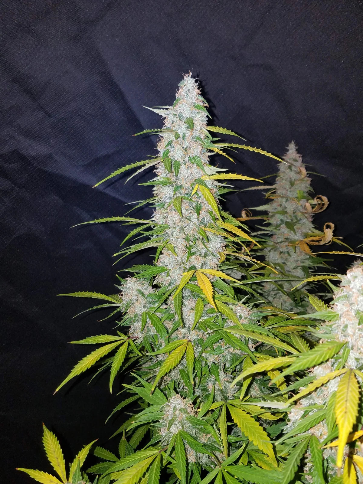 Californian Snow - Auto