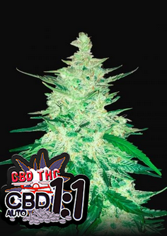 CBD Auto 1:1 - Auto