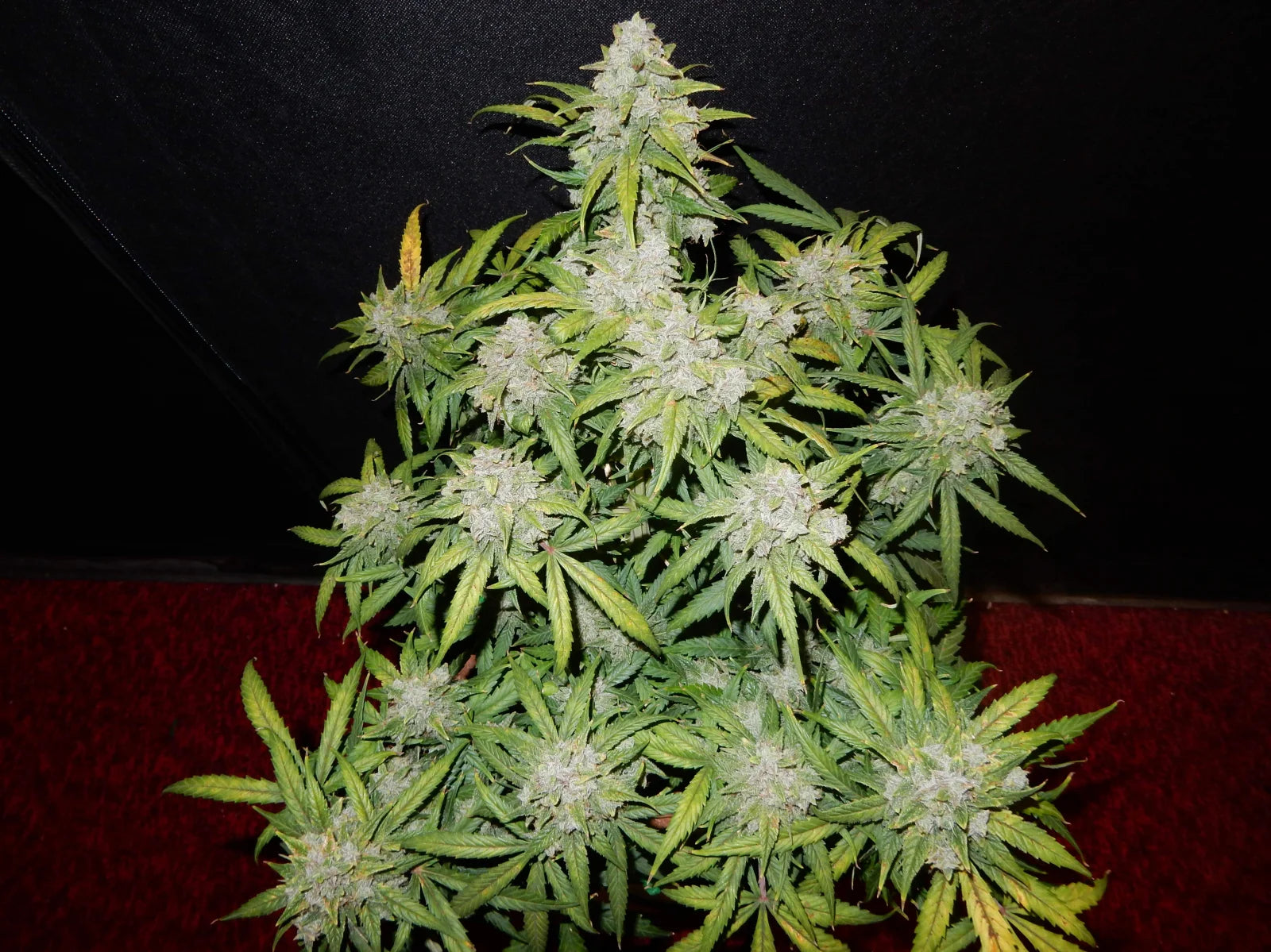 CBD Auto 1:1 - Auto