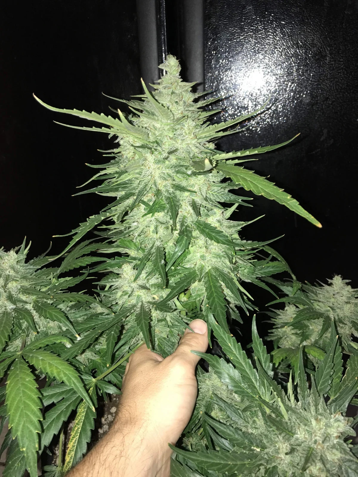 CBD Auto 1:1 - Auto