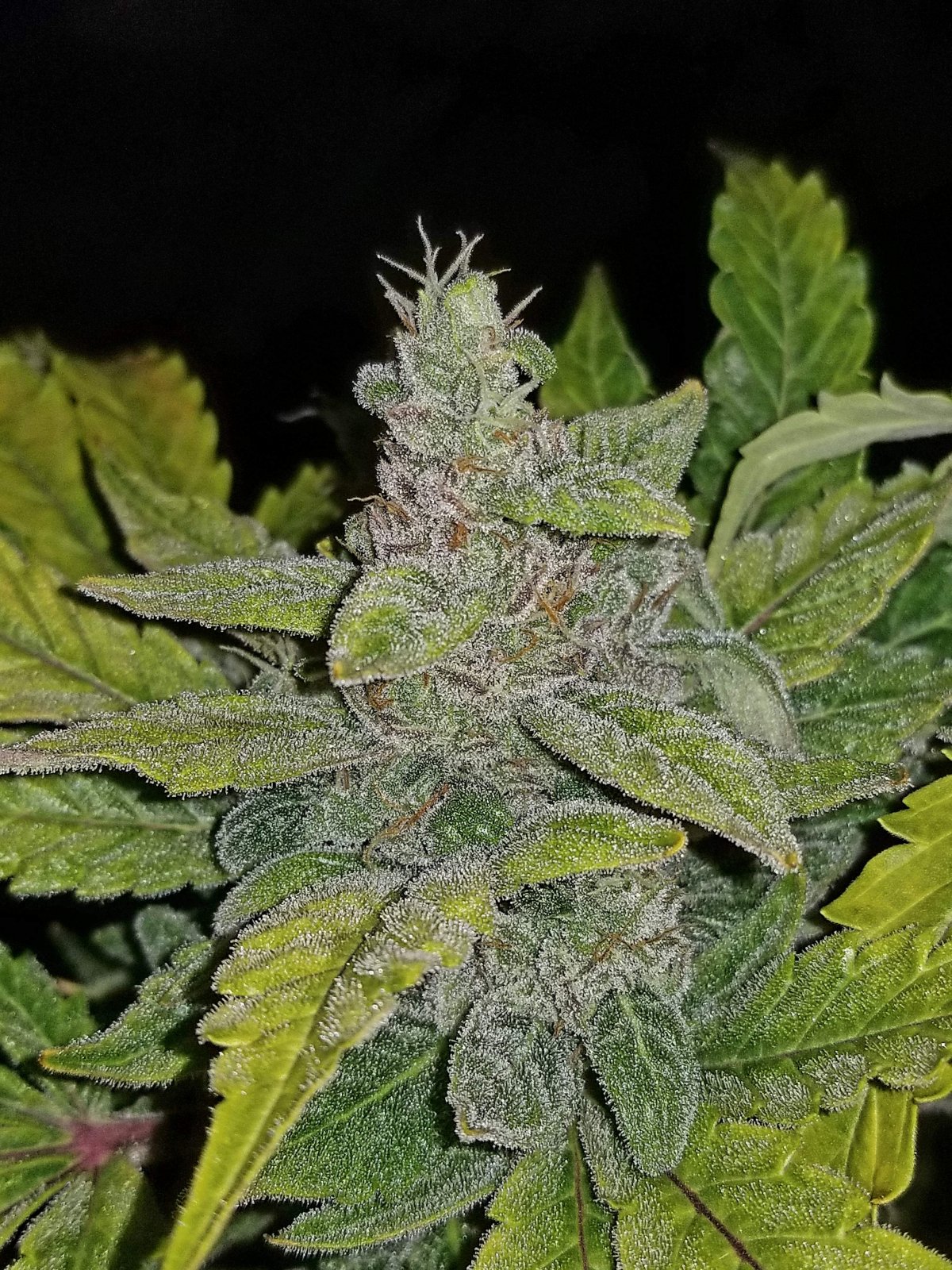 CBD Auto 1:1 - Auto