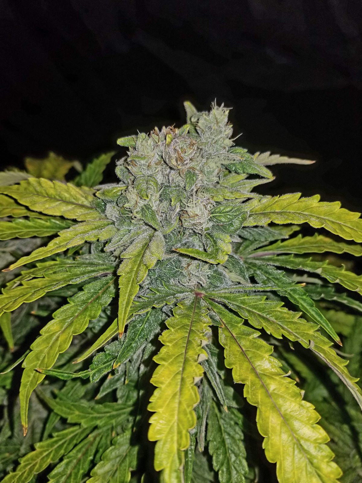 CBD Auto 1:1 - Auto