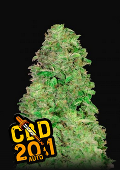 CBD Auto 20:1 - Auto