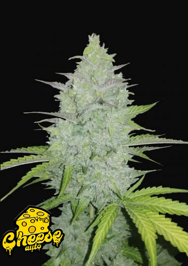 Cheese - Auto