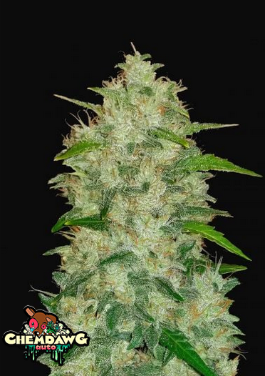 Chemdawg - Auto