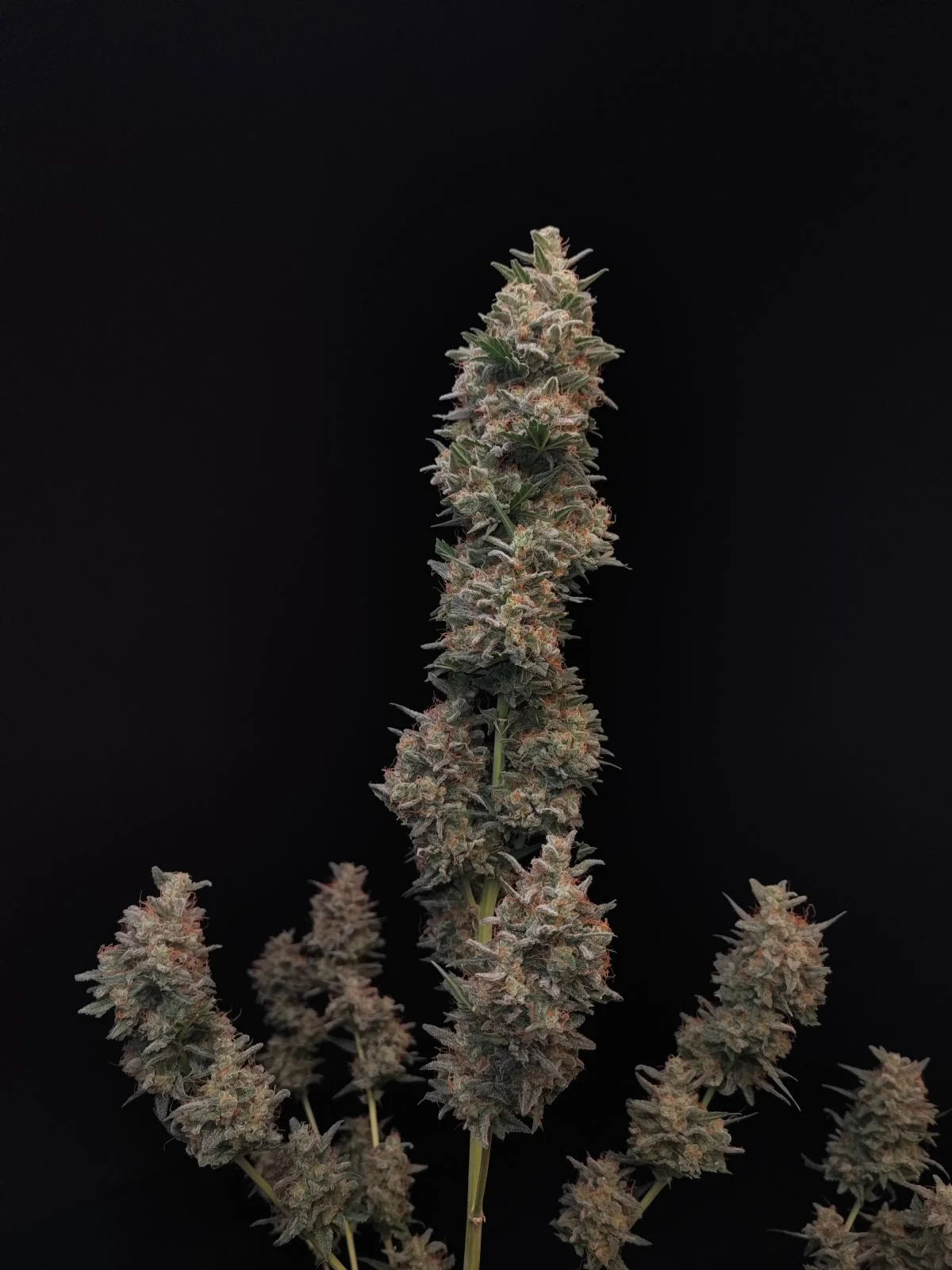Chemdawg - Auto