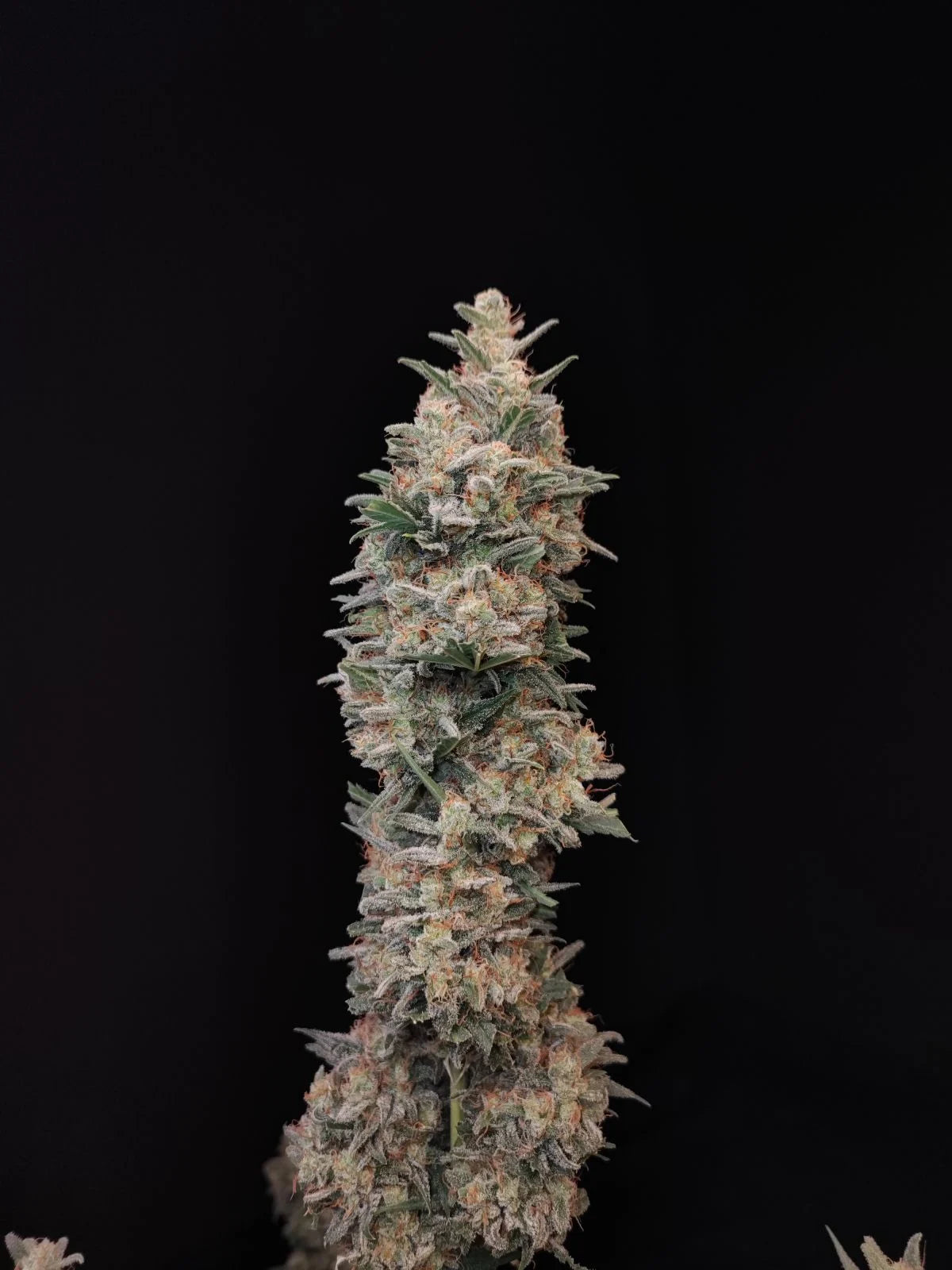 Chemdawg - Auto