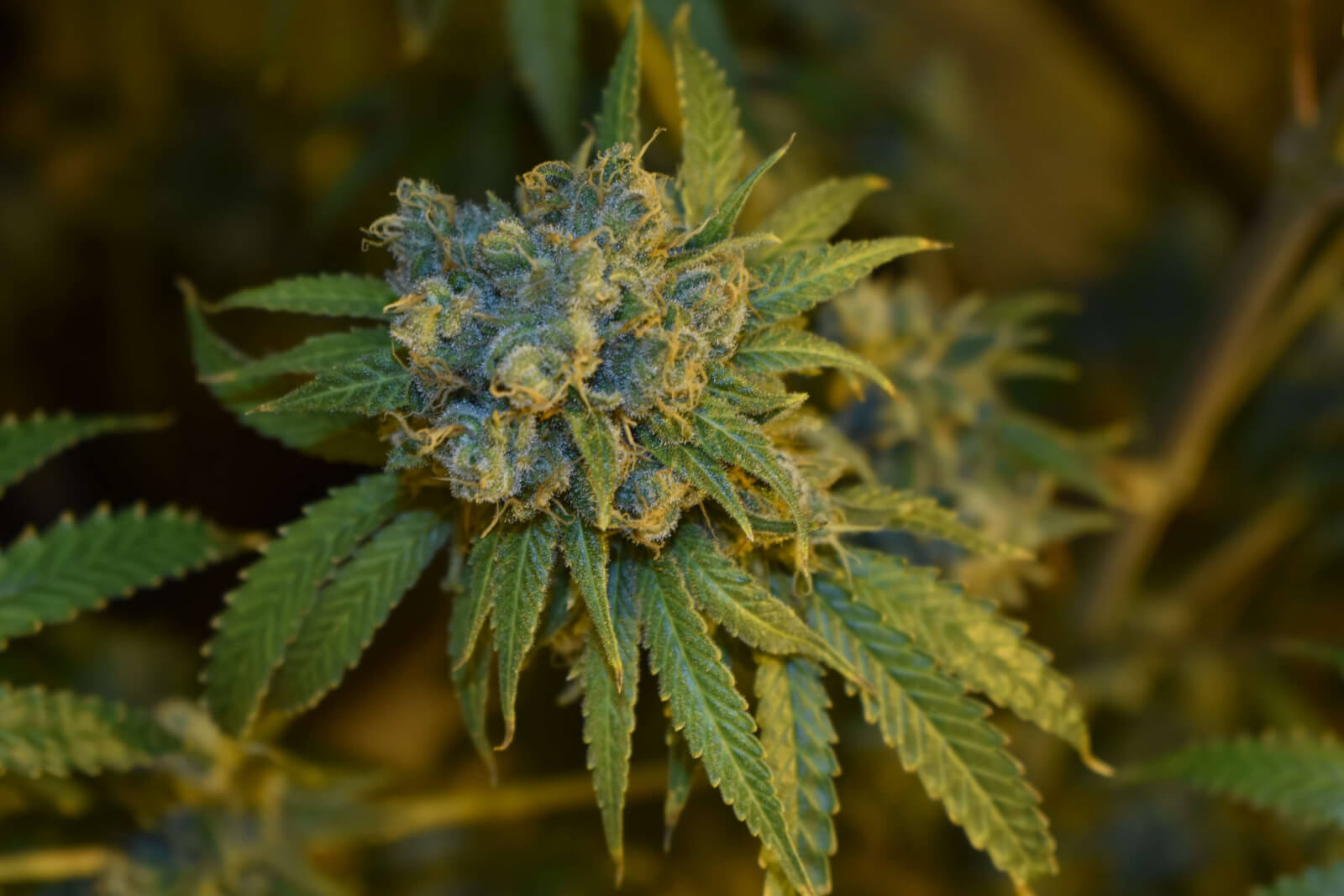 Cherry Punch - Auto