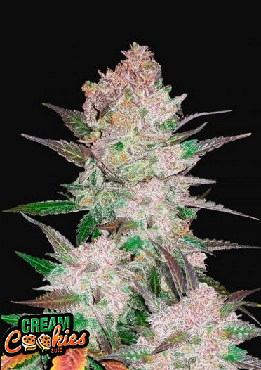 Cream Cookies - Auto