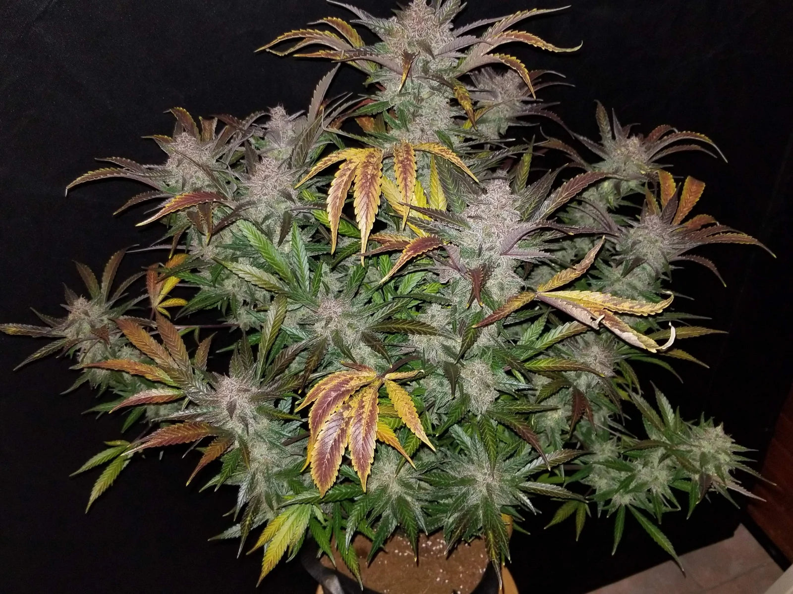 Cream Cookies - Auto