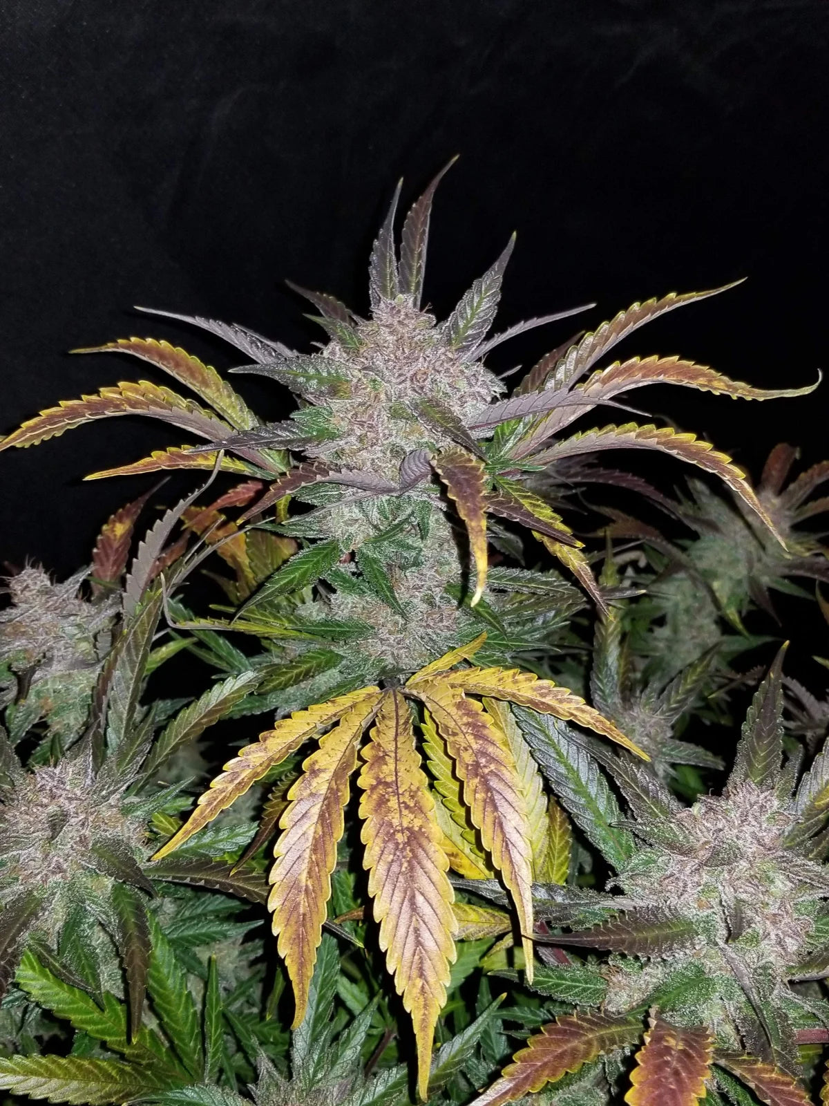 Cream Cookies - Auto