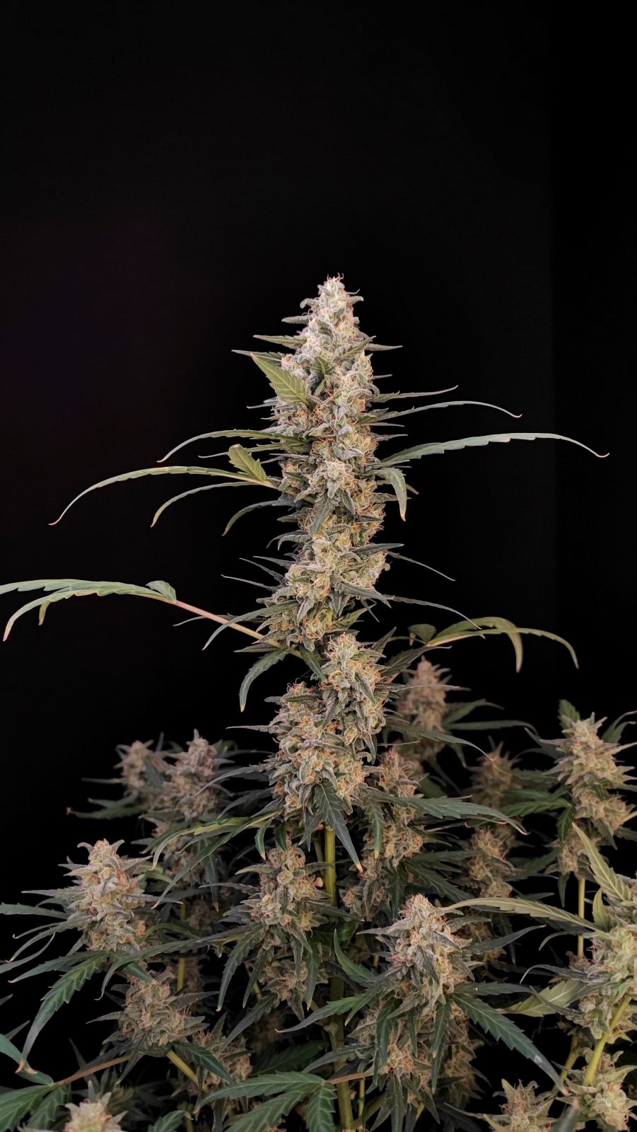 Critical - Auto