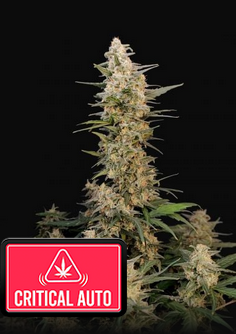 Critical - Auto