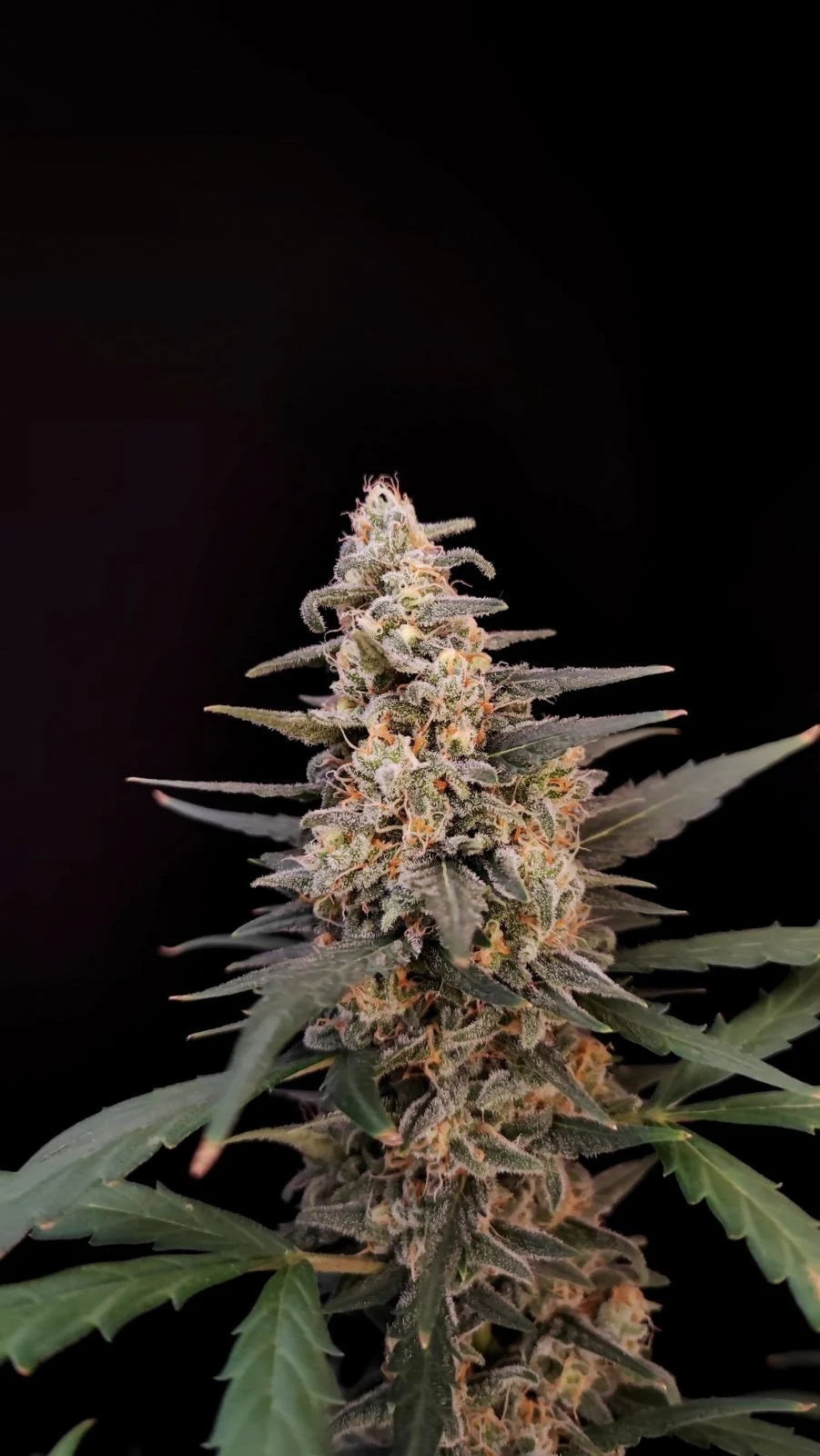 Critical - Auto